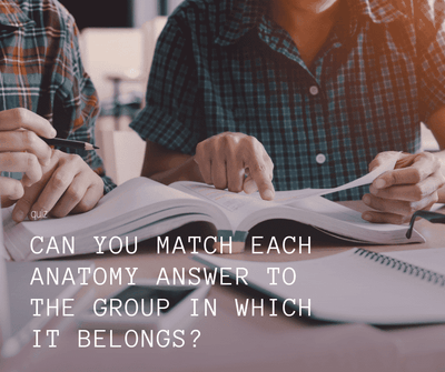 Can you match each anatomy answer to the group in which it belongs?