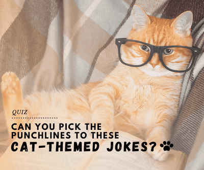 Can you pick the punchlines to these cat-themed jokes?