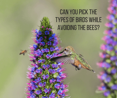 Can you pick the types of birds while avoiding the bees?