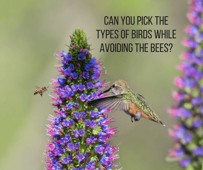 Can you pick the types of birds while avoiding the bees?