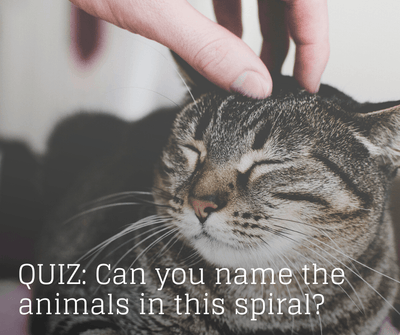 QUIZ: Can you name the animals in this spiral?