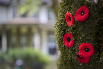 One Hundred Years Ago: Remembrance Day