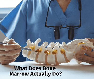 What Does Bone Marrow Actually Do?