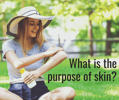 What is the purpose of skin?